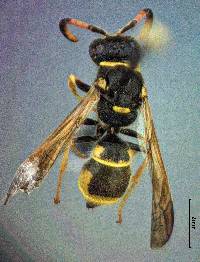 Image of Ancistrocerus tuberculocephalus