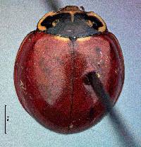 Cycloneda sanguinea image