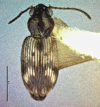 Bembidion impotens image
