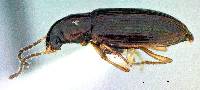 Bradycellus californicus image