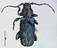 Image of Callidium antennatum