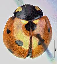 Coccinella septempunctata image