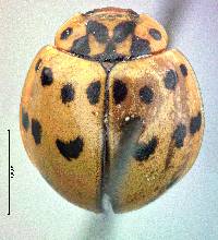 Olla v-nigrum image