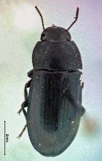 Image of Opatroides punctulatus