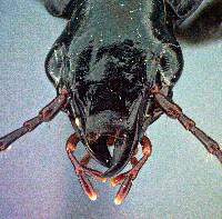 Laemostenus complanatus image