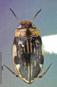 Liodessus obscurellus image