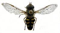 Image of Lapposyrphus lapponicus
