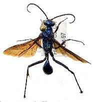 Chalybion californicum image
