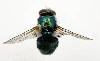 Lucilia sericata image