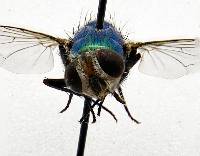 Lucilia sericata image