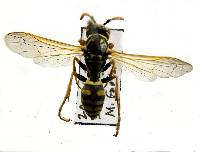Polistes dominula image