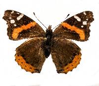 Image of Vanessa atalanta