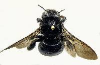 Xylocopa tabaniformis image
