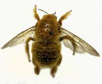 Xylocopa sonorina image