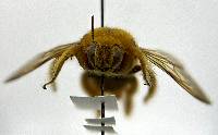 Xylocopa sonorina image