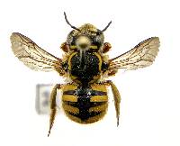 Anthidium manicatum image