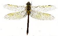 Anax junius image