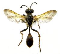 Isodontia elegans image