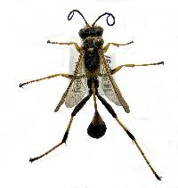 Sceliphron caementarium image