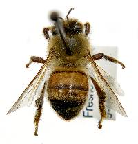Apis mellifera image