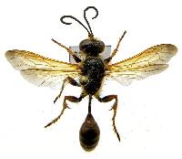 Isodontia elegans image