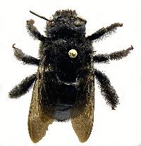 Xylocopa tabaniformis image