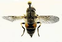 Eristalis arbustorum image