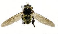Mallophora fautrix image