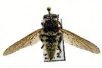 Mallophora fautrix image