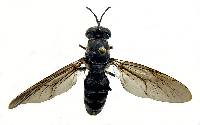 Hermetia illucens image