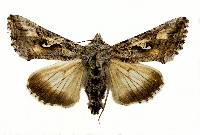 Autographa californica image