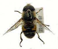 Eristalis arbustorum image