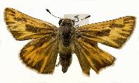 Image of Hylephila phylaeus