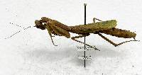 Stagmomantis limbata image