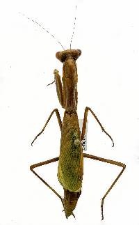 Stagmomantis limbata image