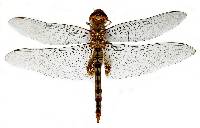 Image of Pantala hymenaea
