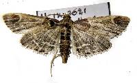 Image of Pyralis farinalis