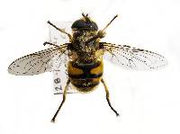 Myathropa florea image