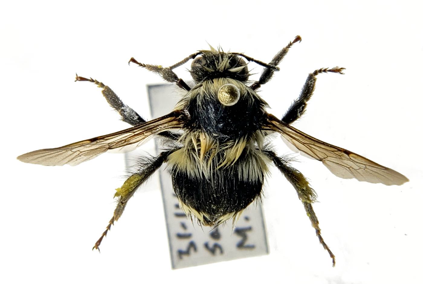 Bombus melanopygus image