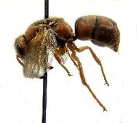 Euodynerus pratensis image