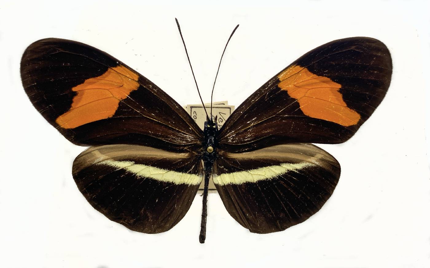 Heliconius melpomene image