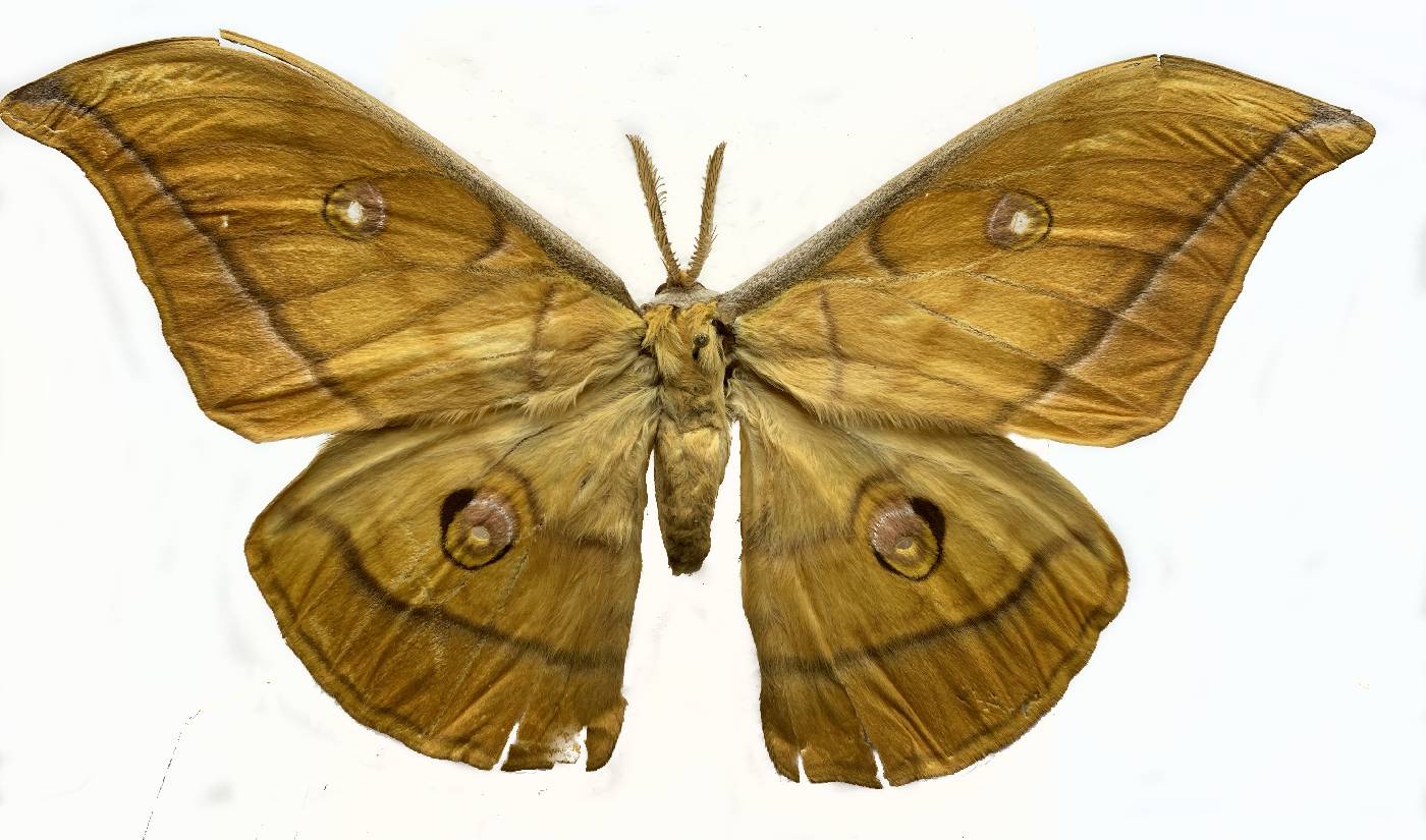 Saturniidae image
