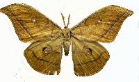 Image of Antheraea yamamai