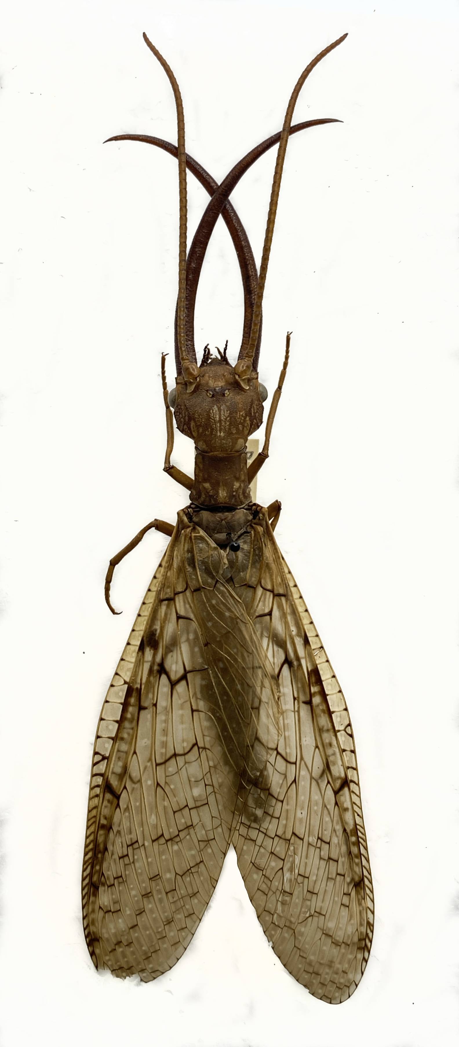 Corydalidae image