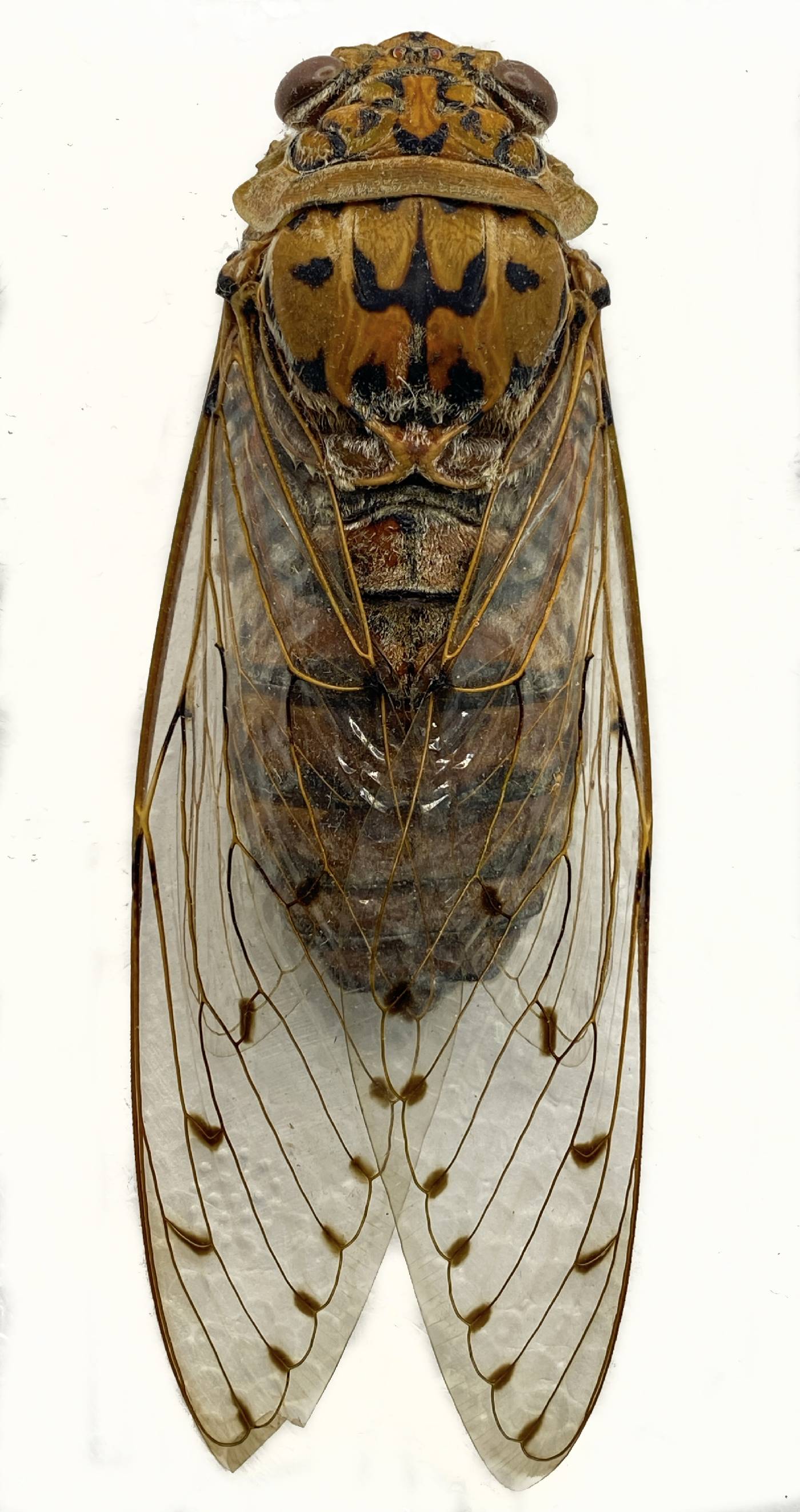 Megapomponia intermedia image