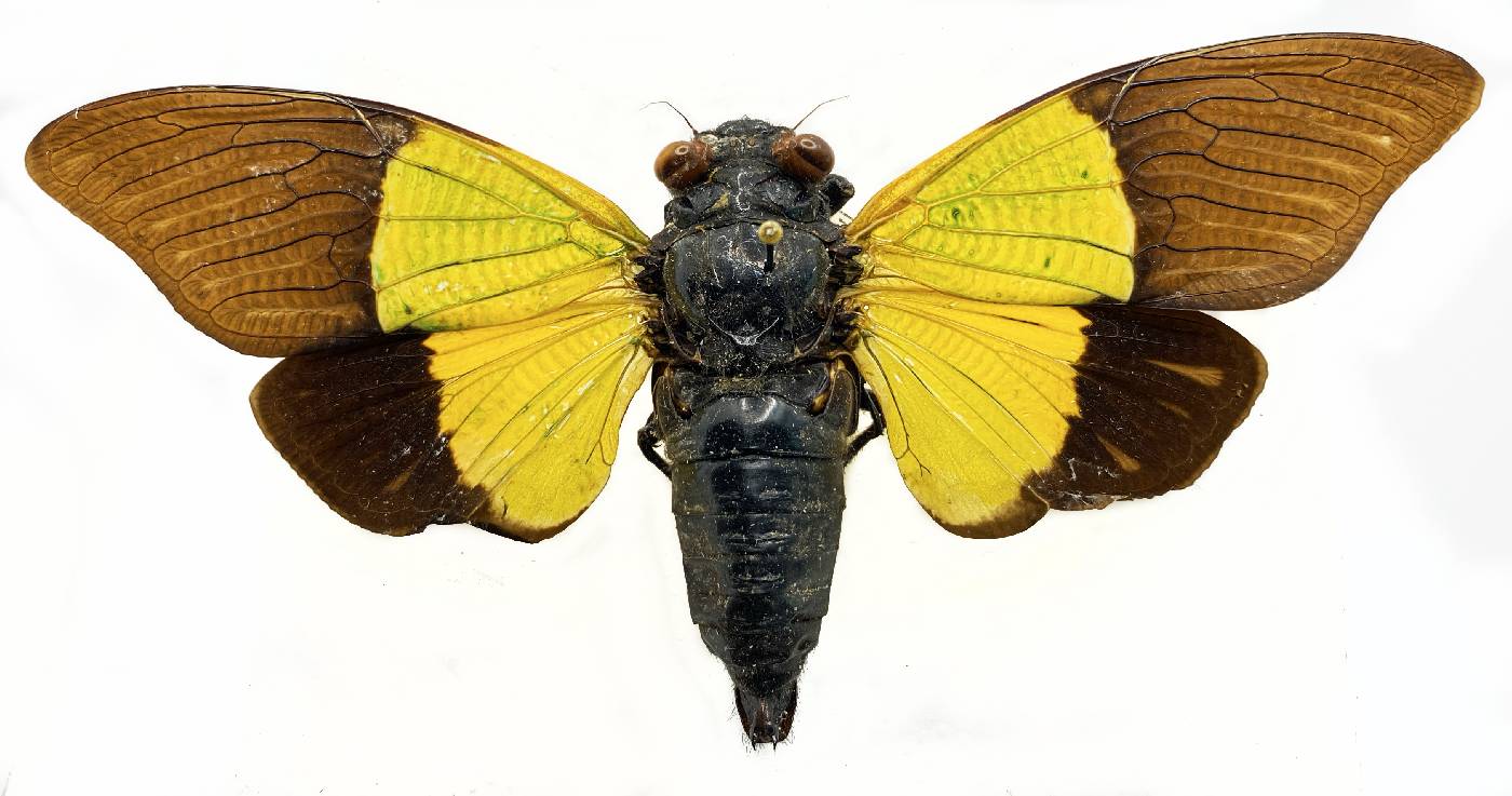 Trengganua sibylla image