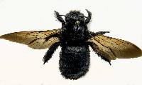 Xylocopa sonorina image