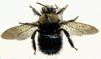 Xylocopa tabaniformis image