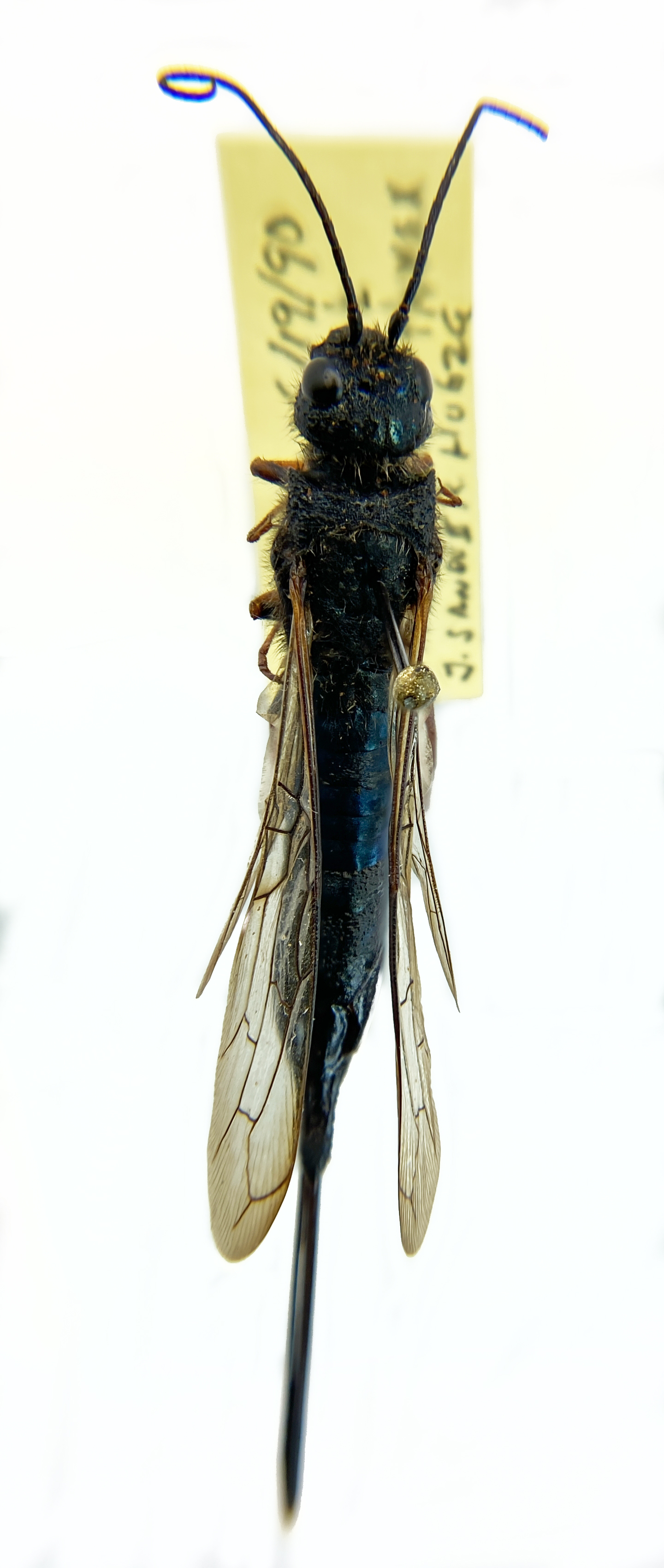 Siricidae image