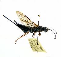 Sirex cyaneus image